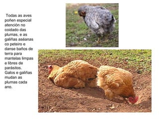 Todas as aves
poñen especial
atención no
coidado das
plumas, e as
galiñas aséanas
co peteiro e
danse baños de
terra para
mantelas limpas
e libres de
parásitos.
Galos e galiñas
mudan as
plumas cada
ano.
 