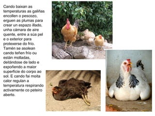Cando baixan as
temperaturas as galiñas
encollen o pescozo,
erguen as plumas para
crear un espazo illado,
unha cámara de aire
quente, entre a súa pel
e o exterior para
protexerse do frío.
Tamén se asolean
cando teñen frío ou
están molladas,
deitándose de lado e
expoñendo a maior
superficie do corpo ao
sol. E cando fai moita
calor regulan a
temperatura respirando
activamente co peteiro
aberto.
 