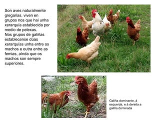 Son aves naturalmente
gregarias. viven en
grupos nos que hai unha
xerarquía establecida por
medio de pelexas.
Nos grupos de galiñas
establecense dúas
xerarquías unha entre os
machos e outra entre as
femias, aínda que os
machos son sempre
superiores.
Galiña dominante, á
esquerda, e á dereita a
galiña dominada
 