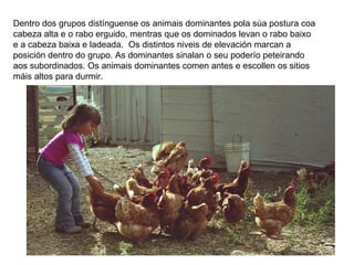 Dentro dos grupos distínguense os animais dominantes pola súa postura coa
cabeza alta e o rabo erguido, mentras que os dominados levan o rabo baixo
e a cabeza baixa e ladeada. Os distintos niveis de elevación marcan a
posición dentro do grupo. As dominantes sinalan o seu poderío peteirando
aos subordinados. Os animais dominantes comen antes e escollen os sitios
máis altos para durmir.
 
