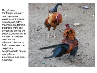 Os galos son
territoriais, marcan o
seu espazo co
canto,e, se é preciso,
pelexan cos outros
machos polo dominio
do grupo. Para eso
erguen as plumas do
pescozo, baixan as ás
e o rabo e lánzanse
contra o seu
adversario tentando
ferilo cos esporóns e
co peteiro.
A agresividade natural
dos galos é
potenciada nos galos
de pelexa.
 