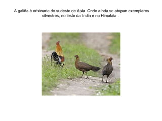 A galiña é orixinaria do sudeste de Asia. Onde aínda se atopan exemplares
silvestres, no leste da India e no Himalaia .
 