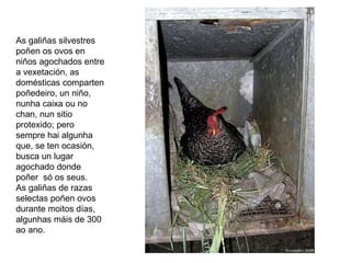 As galiñas silvestres
poñen os ovos en
niños agochados entre
a vexetación, as
domésticas comparten
poñedeiro, un niño,
nunha caixa ou no
chan, nun sitio
protexido; pero
sempre hai algunha
que, se ten ocasión,
busca un lugar
agochado donde
poñer só os seus.
As galiñas de razas
selectas poñen ovos
durante moitos días,
algunhas máis de 300
ao ano.
 