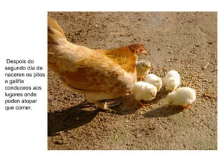 Despois do
segundo día de
naceren os pitos
a galiña
conduceos aos
lugares onde
poden atopar
que comer.
 