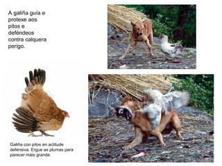 A galiña guía e
protexe aos
pitos e
deféndeos
contra calquera
perigo.
Galiña con pitos en actitude
defensiva. Ergue as plumas para
parecer máis grande.
 