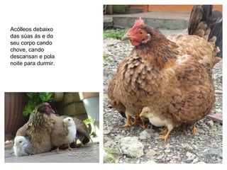 Acólleos debaixo
das súas ás e do
seu corpo cando
chove, cando
descansan e pola
noite para durmir.
 