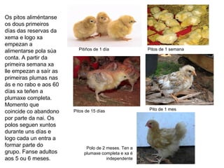 Os pitos aliméntanse
os dous primeiros
días das reservas da
xema e logo xa
empezan a
alimentarse pola súa
conta. A partir da
primeira semana xa
lle empezan a saír as
primeiras plumas nas
ás e no rabo e aos 60
días xa teñen a
plumaxe completa.
Momento que
coincide co abandono
por parte da nai. Os
polos seguen xuntos
durante uns días e
logo cada un entra a
formar parte do
grupo. Fanse adultos
aos 5 ou 6 meses.
Pitiños de 1 día
Polo de 2 meses. Ten a
plumaxe completa e xa é
independente
Pito de 1 mesPitos de 15 días
Pitos de 1 semana
 