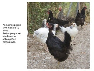 As galiñas poden
vivir máis de 10
anos.
Ao tempo que se
van facendo
vellas poñen
menos ovos.
 