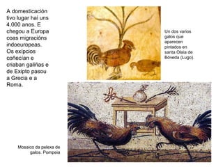 A domesticación
tivo lugar hai uns
4.000 anos. E
chegou a Europa
coas migracións
indoeuropeas.
Os exípcios
coñecían e
criaban galiñas e
de Exipto pasou
a Grecia e a
Roma.
Mosaico da pelexa de
galos. Pompeia
Un dos varios
galos que
aparecen
pintados en
santa Olaia de
Bóveda (Lugo).
 