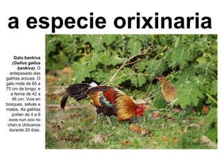 Galo bankiva
(Gallus gallus
bankiva). O
antepasado das
galiñas actuais. O
galo mide de 65 a
75 cm de longo; e
a femia de 42 a
46 cm. Vive en
bosques, selvas e
matos. As galiñas
poñen de 4 a 9
ovos nun oco no
chan e chócanos
durante 20 días.
a especie orixinaria
 