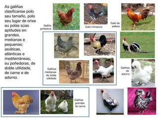 As galiñas
clasifícanse polo
seu tamaño, polo
seu lugar de orixe
ou polas súas
aptitudes en:
grandes,
medianas e
pequenas;
asiáticas,
atlánticas e
mediterráneas;
ou poñedoras, de
doble utilidade,
de carne e de
adorno.
Galiña
poñedora
Galo miniatura
Galo de
pelexa
Galiñas
medianas
de doble
utilidade
Galiñas
grandes
de carne
Galiñas
de
adorno
 