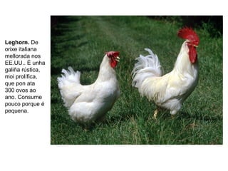 Leghorn. De
orixe italiana
mellorada nos
EE.UU.. É unha
galiña rústica,
moi prolífica,
que pon ata
300 ovos ao
ano. Consume
pouco porque é
pequena.
 