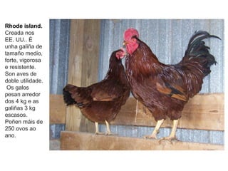 Rhode island.
Creada nos
EE. UU.. É
unha galiña de
tamaño medio,
forte, vigorosa
e resistente.
Son aves de
doble utilidade.
Os galos
pesan arredor
dos 4 kg e as
galiñas 3 kg
escasos.
Poñen máis de
250 ovos ao
ano.
 