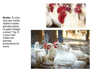 Broiler. É unha
raza que medra
rápido e acada
grandes pesos,
os galos chegan
a pesar 7 kg. É
a raza máis
criada nas
granxas
productoras de
carne.
 