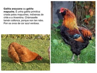 Galiña araucana ou galiña
mapuche. É unha galiña primitiva
criada polos mapuches, indíxenas de
chile e a Arxentina. Chámaselle
tamén collonca, porque non ten rabo.
Pon os ovos de cor azul verdosa.
 