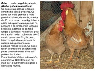 Galo, o macho, e galiña, a femia,
(Gallus gallus domesticus)
Os galos e as galiñas teñen un
dimorfismo sexual evidente. Os
galos son máis grandes e máis
pesados. Miden, de media, arredor
de 50 cm e pesan uns 4 kg; teñen a
crista máis grande e as plumas do
pescozo e do lombo máis longas e
brillantes, ademais as do rabo
longas e curvadas. As galiñas, pola
contra, non miden moito máis de 40
cm nin pasan dos 2 kg de peso;
teñen os apéndices carnosos da
cabeza máis pequenos e a
plumaxe menos vistosa. Os galos
teñen ademáis uns esporóns nas
patas que usan como arma nas
pelexas territoriais.
É o animal doméstico máis común
e numeroso. Calcúlase que hai
máis de 13.000 millóns de galos e
galiñas no mundo.
 