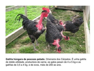 Galiña húngara de pescozo pelado. Orixinaria dos Cárpatos. É unha galiña
de doble utilidade, productora de carne, os galos pesan de 4 a 5 kg e as
galiñas de 3,5 a 4 kg, e de ovos, máis de 200 ao ano.
 