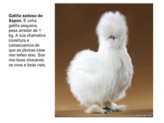 Galiña sedosa do
Xapón. É unha
galiña pequena,
pesa arredor de 1
kg. A súa chamativa
covertura e
consecuencia de
que as plumas case
non teñen eixo. Son
moi boas chocando
os ovos e boas nais.
 