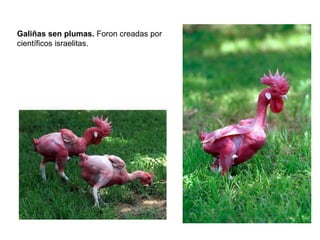Galiñas sen plumas. Foron creadas por
científicos israelitas.
 