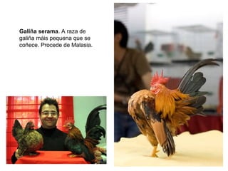 Galiña serama. A raza de
galiña máis pequena que se
coñece. Procede de Malasia.
 