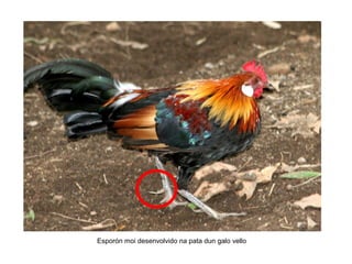 Esporón moi desenvolvido na pata dun galo vello
 
