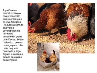 A galiña é un
animal omnívoro,
con predilección
polas sementes e
os invertebrados.
Procuran a comida
coa vista e
escarabellan na
terra para
desenterrar grans
ou miñocas. Beben
metendo o peteiro
na auga para coller
unha pequena
cantidade e logo
érguen a cabeza e
bótana cara atrás
para engulila.
 