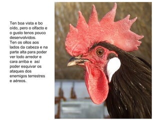 Ten boa vista e bo
oído, pero o olfacto e
o gusto tenos pouco
desenvolvidos.
Ten os ollos aos
lados da cabeza e na
parte alta para poder
ver todo arredor e
cara arriba e así
poder esquivar os
ataques dos
enemigos terrestres
e aéreos.
 