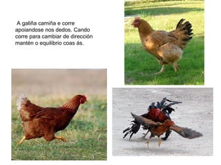 A galiña camiña e corre
apoiandose nos dedos. Cando
corre para cambiar de dirección
mantén o equilibrio coas ás.
 