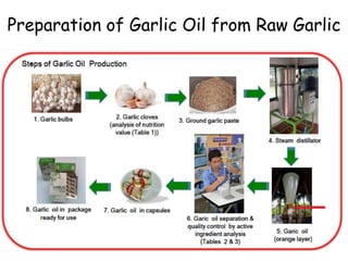 Preparation of Garlic Oil from Raw Garlic
 