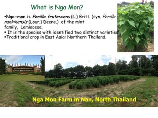 Nga Mon Farm in Nan, North Thailand
Nga-mon is Perilla frutescens (L.) Britt. (syn. Perilla
nankinensis (Lour.) Decne.) of the mint
family, Lamiaceae.
 It is the species with identified two distinct varieties.
Traditional crop in East Asia: Northern Thailand.
What is Nga Mon?
 