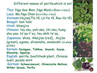 Thai: Nga Kee Mon , Nga Mon(งาขี้ม ้อน งาม ้อน)
Laos: Ma Nga Chan (มะงาเจียง งามน)
Vietnam:Hojiso(Tía tô, Lá tía tô, Rau tía tô)
Bengali: ban tulsi
Hindi: bhanjira
Chinese: tzu ssu, yeh-ssu, chi-ssu, hung-
sha-yao, ts'ao-t'ou, tsu-shih ts'ao,
Japanese: shiso, Akaijiso (red), Aojiso
(green), egoma, shisonoha, umeboshi (in plum
pickle)
Korean: Deulggae, Tulkkae, Soyeob, Soyop,
Kkaennip, Ggaesip
English: perilla, beefsteak plant, Chinese
basil, purple mint
German: Schwarznessel, Chinesische Melisse,
Wilder Sesam, Perilla
38
Different names of perilla which is not sesame.
 