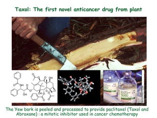 Taxol: The first novel anticancer drug from plant
8
The Yew bark is peeled and processed to provide paclitaxel (Taxol and
Abraxane) : a mitotic inhibitor used in cancer chemotherapy
 
