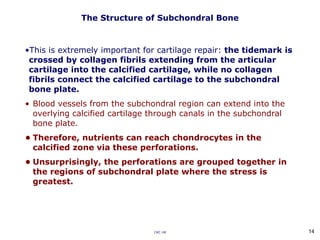 The Structure of Subchondral Bone
•This is extremely important for cartilage repair: the tidemark is
crossed by collagen fibrils extending from the articular
cartilage into the calcified cartilage, while no collagen
fibrils connect the calcified cartilage to the subchondral
bone plate.
• Blood vessels from the subchondral region can extend into the
overlying calcified cartilage through canals in the subchondral
bone plate.
• Therefore, nutrients can reach chondrocytes in the
calcified zone via these perforations.
• Unsurprisingly, the perforations are grouped together in
the regions of subchondral plate where the stress is
greatest.
CKC UK 14
 