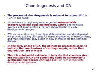 Chondrogenesis and OA
• The process of chondrogenesis is relevant to osteoarthritis
(OA) in two ways:
• 1st: evidence is beginning to emerge that osteoarthritic
chondrocytes are quite metabolically active and reinitiate
synthesis of some proteins that are characteristic of early
developmental stages.
• 2nd: an understanding of cartilage differentiation and development
will provide guiding principles for tissue engineering of neo-cartilage,
and may, therefore, play a part in new therapies for this common
disease.
• In the early phase of OA, the pathologic processes seem to
indicate that mechanisms of cartilage repair, rather than
degradation, are at work!
• There is substantial evidence to indicate that chondrocytes
are activated in OA and potentially could be stimulated to
synthesize appropriate cartilage ECM, or even recapitulate
developmental patterns.
40
 