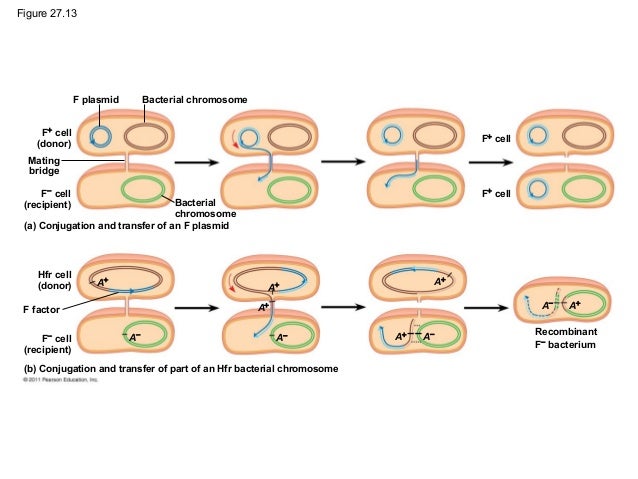 27 bacteria ppt mission college