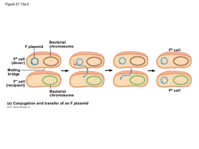 27 bacteria ppt mission college