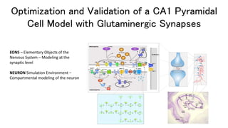 Optimization and Validation of a CA1 Pyramidal
Cell Model with Glutaminergic Synapses
EONS – Elementary Objects of the
Nervous System – Modeling at the
synaptic level
NEURON Simulation Environment –
Compartmental modeling of the neuron
 