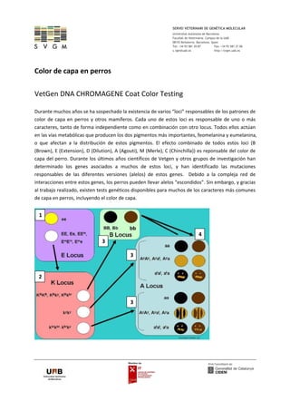 SERVEI VETERINARI DE GENÈTICA MOLECULAR
Universitat Autònoma de Barcelona
Fac. Veterinària. UAB Facultat de Veterinària. Campus de la UAB
08193 Bellaterra. Barcelona. Spain
Tel: +34 93 581 20 87 Fax: +34 93 581 21 06
s.vgm@uab.es http://svgm.uab.es
Color de capa en perros 
 
VetGen DNA CHROMAGENE Coat Color Testing 
 
Durante muchos años se ha sospechado la existencia de varios “loci” responsables de los patrones de 
color de capa en perros y otros mamíferos. Cada uno de estos loci es responsable de uno o más 
caracteres, tanto de forma independiente como en combinación con otro locus. Todos ellos actúan 
en las vías metabólicas que producen los dos pigmentos más importantes, feomelanina y eumelanina, 
o  que  afectan  a  la  distribución  de  estos  pigmentos.  El  efecto  combinado  de  todos  estos  loci  (B 
(Brown), E (Extension), D (Dilution), A (Agouti), M (Merle), C (Chinchilla)) es reponsable del color de 
capa del perro. Durante los últimos años científicos de Vetgen y otros grupos de investigación han 
determinado  los  genes  asociados  a  muchos  de  estos  loci,  y  han  identificado  las  mutaciones 
responsables  de  las  diferentes  versiones  (alelos)  de  estos  genes.    Debido  a  la  compleja  red  de 
interacciones entre estos genes, los perros pueden llevar alelos “escondidos”. Sin embargo, y gracias 
al trabajo realizado, existen tests genéticos disponibles para muchos de los caracteres más comunes 
de capa en perros, incluyendo el color de capa.  
 
2 
3 
4
3
3
1 
 
