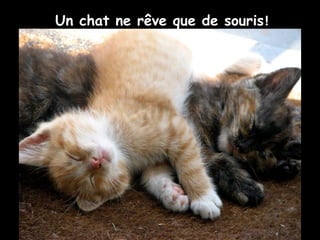Un chat ne rêve que de souris!
 