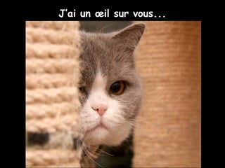 J’ai un œil sur vous...
 