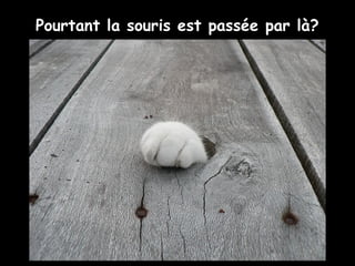Pourtant la souris est passée par là?
 