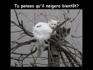 Tu penses qu'il neigera bientôt?
 