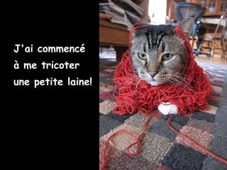 J'ai commencé
à me tricoter
une petite laine!
 