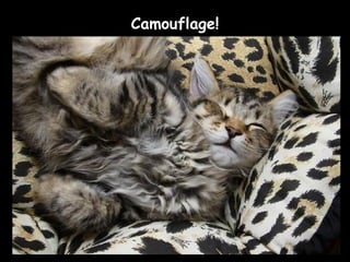 Camouflage!
 