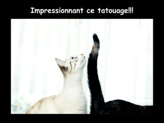Impressionnant ce tatouage!!!
 
