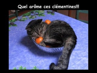 Quel arôme ces clémentines!!!
 