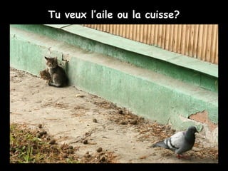 Tu veux l’aile ou la cuisse?
 