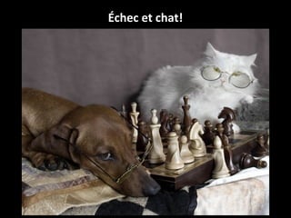 Échec et chat!
 