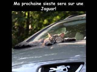 Ma prochaine sieste sera sur une
Jaguar!
 