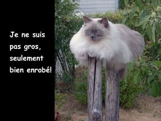 Je ne suis
pas gros,
seulement
bien enrobé!
 